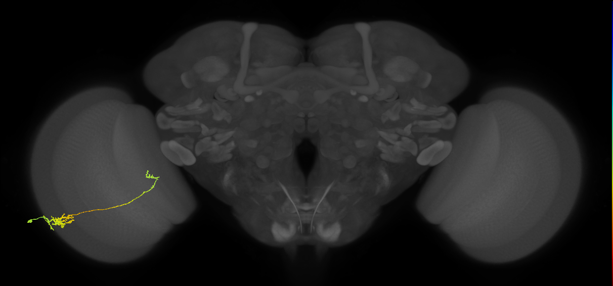 Tm5c_L (MaleCNS:525389)