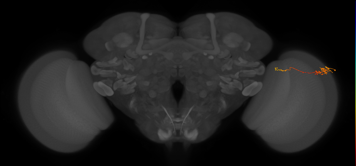 Tm5c_R (MaleCNS:101817)