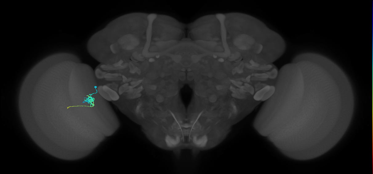 Tm5c_L (MaleCNS:81063)
