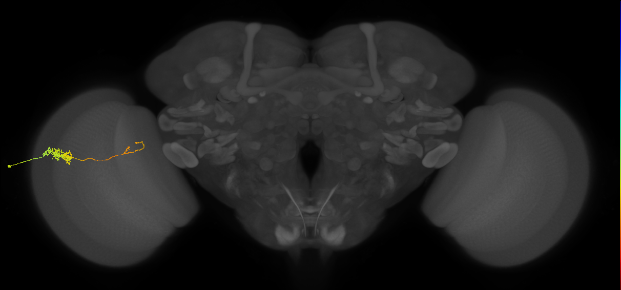 Tm5c_L (MaleCNS:208644)