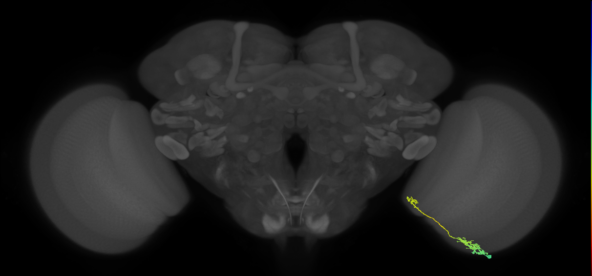 Tm5c_R (MaleCNS:66493)