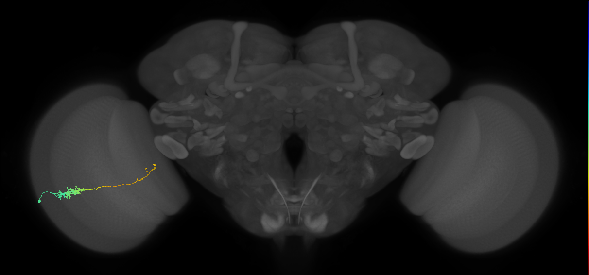 Tm5c_L (MaleCNS:543804)