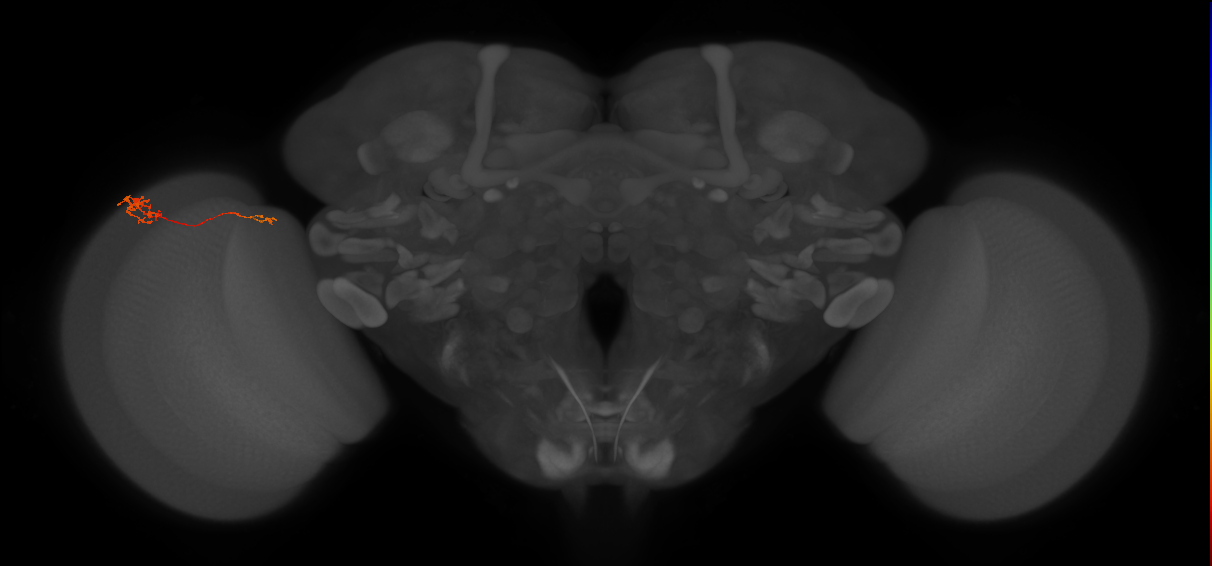 Tm5c_L (MaleCNS:552457)