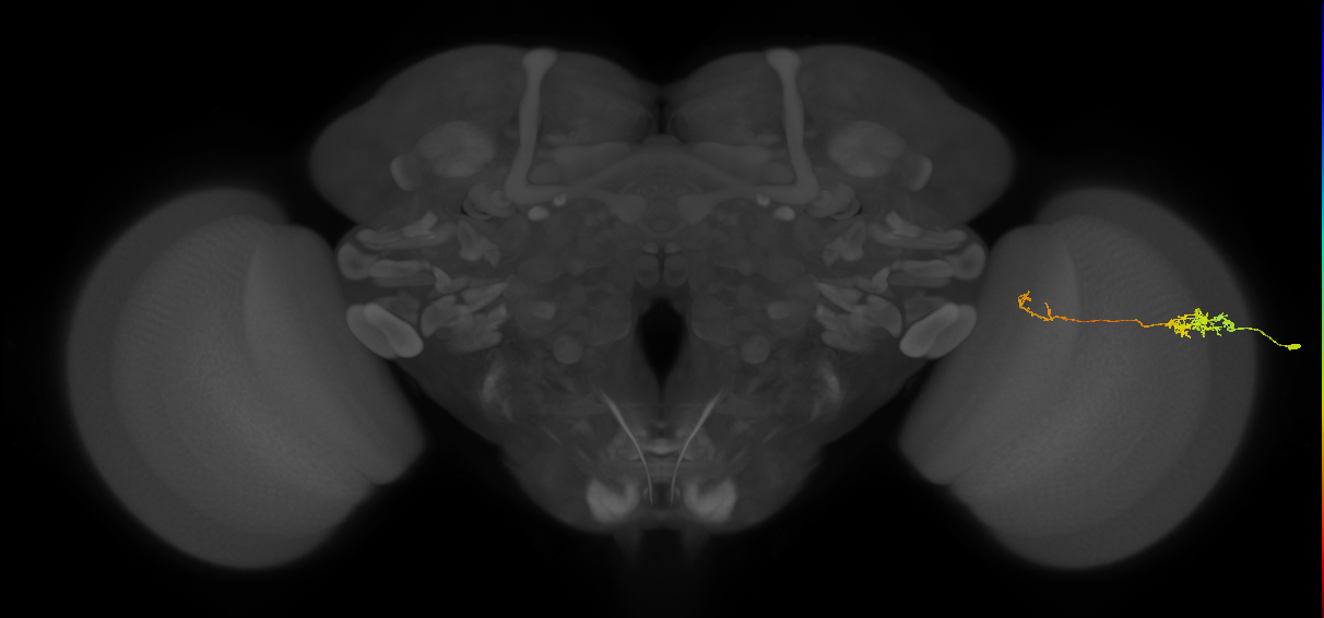 Tm5c_R (MaleCNS:62259)