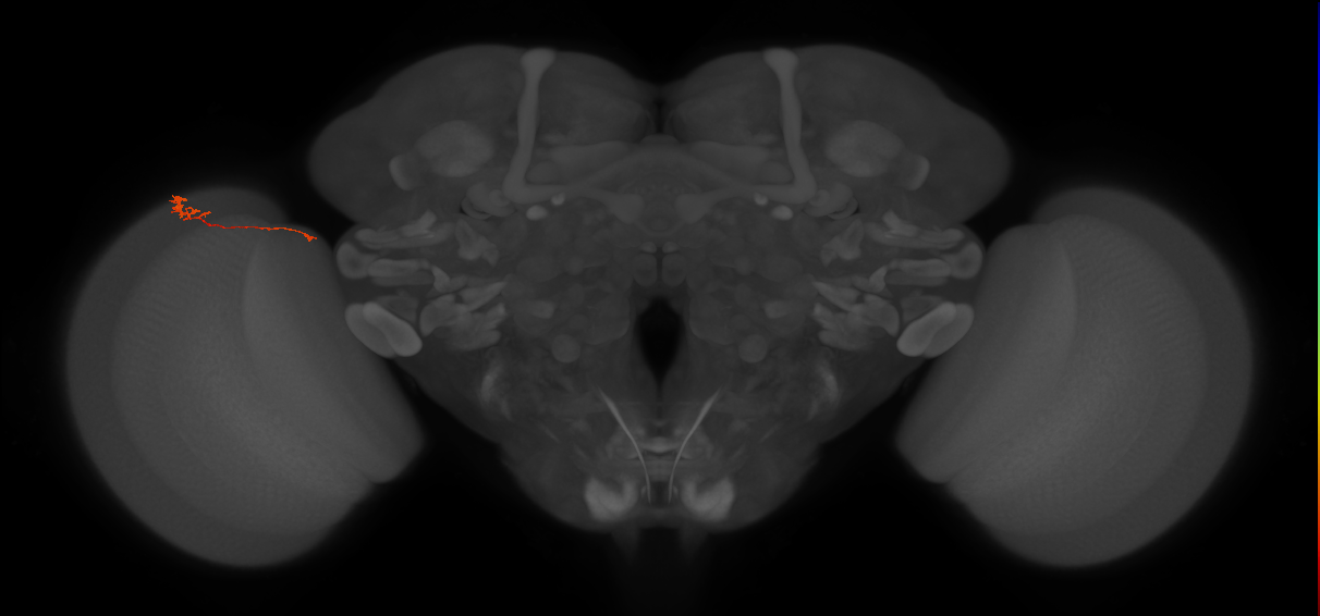 Tm5c_L (MaleCNS:142021)