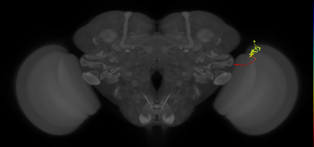 Tm5c_R (MaleCNS:111333)