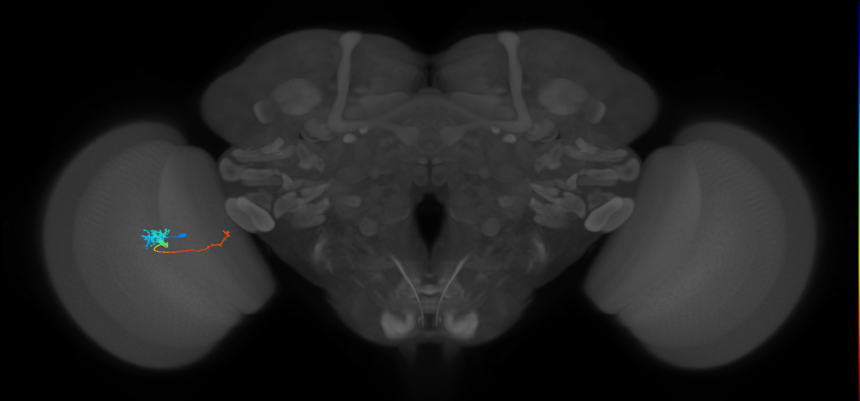 Tm5c_L (MaleCNS:76894)