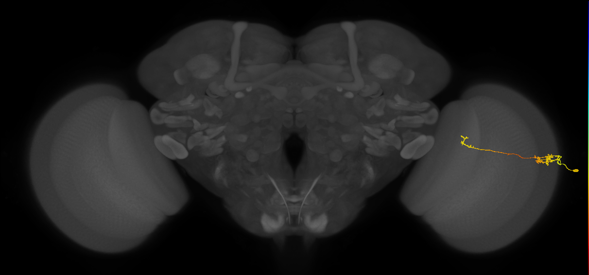 Tm5c_R (MaleCNS:117544)