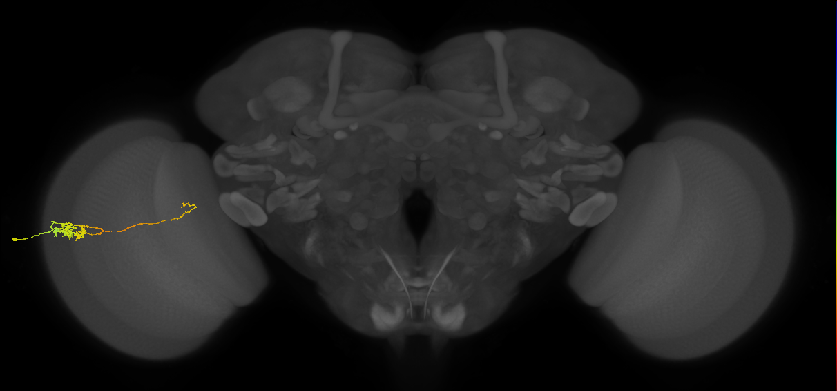 Tm5c_L (MaleCNS:529324)