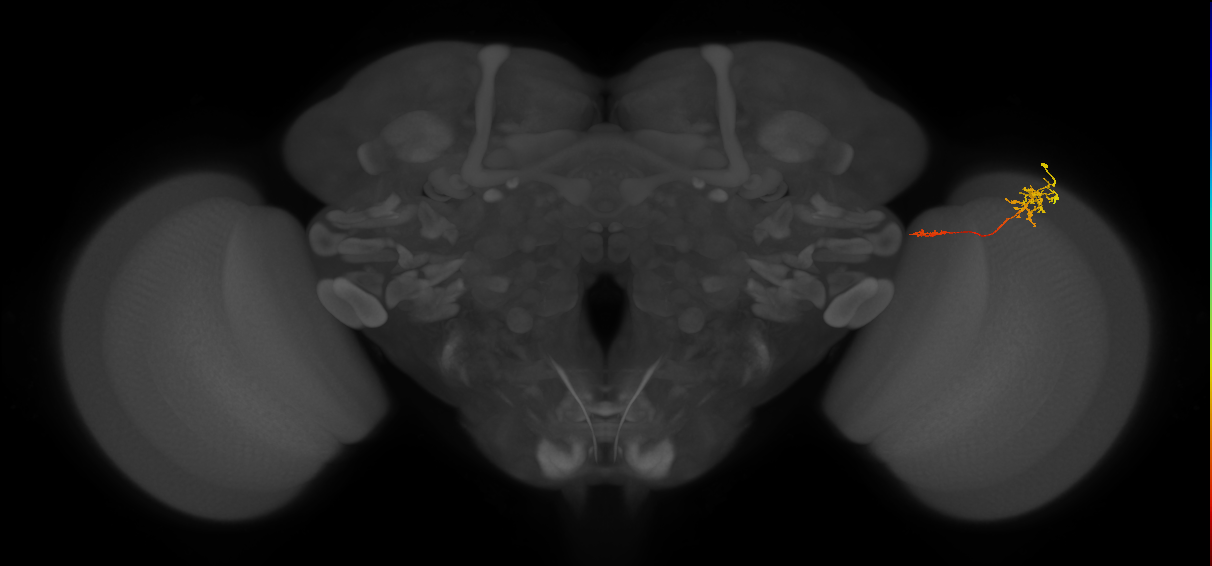 Tm5c_R (MaleCNS:541968)