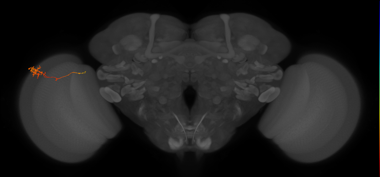 Tm5c_L (MaleCNS:542734)