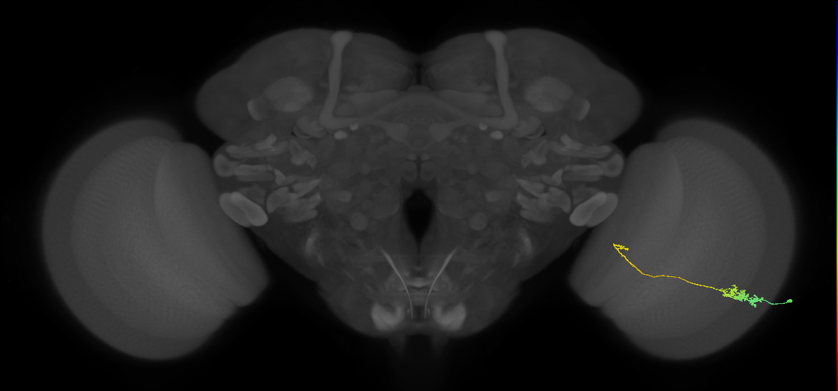 Tm5c_R (MaleCNS:69851)