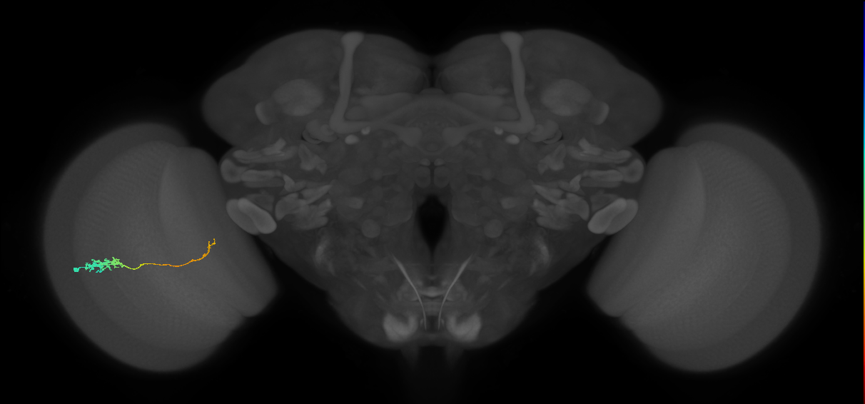 Tm5c_L (MaleCNS:135633)
