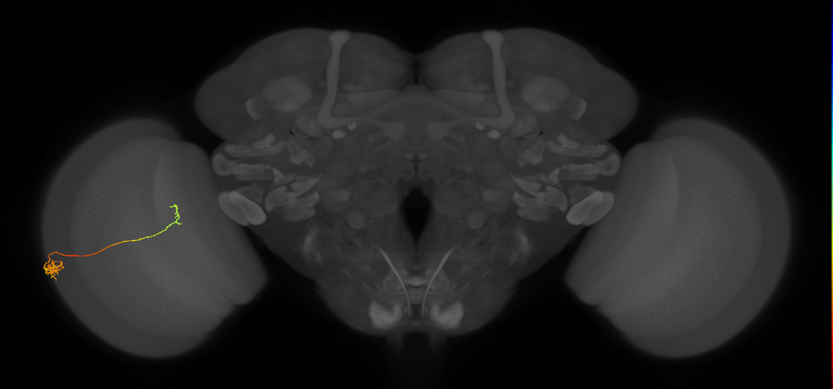 Tm5c_L (MaleCNS:206261)