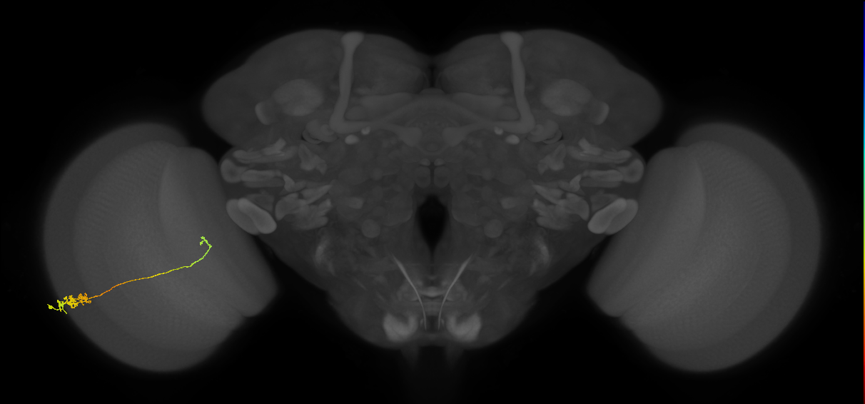 Tm5c_L (MaleCNS:85977)