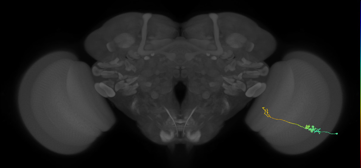 Tm5c_R (MaleCNS:75144)