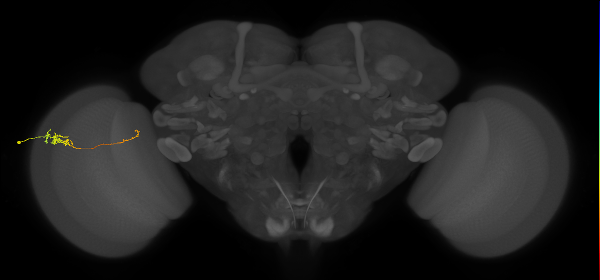 Tm5c_L (MaleCNS:78405)