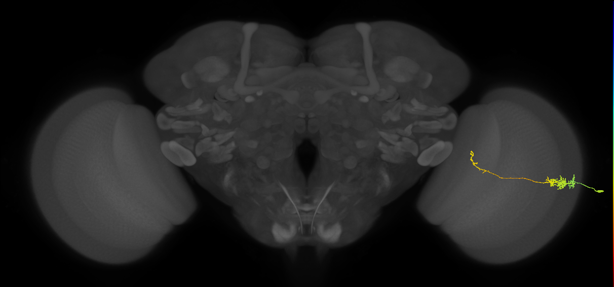 Tm5c_R (MaleCNS:72654)