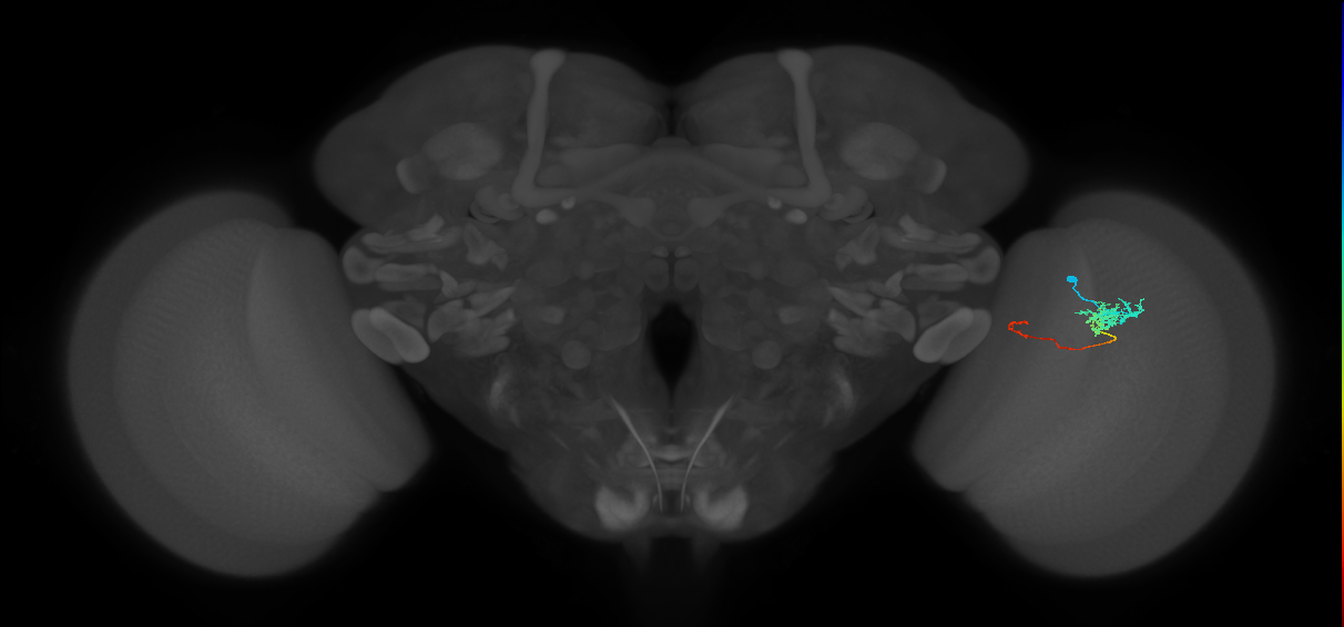 Tm5c_R (MaleCNS:80741)