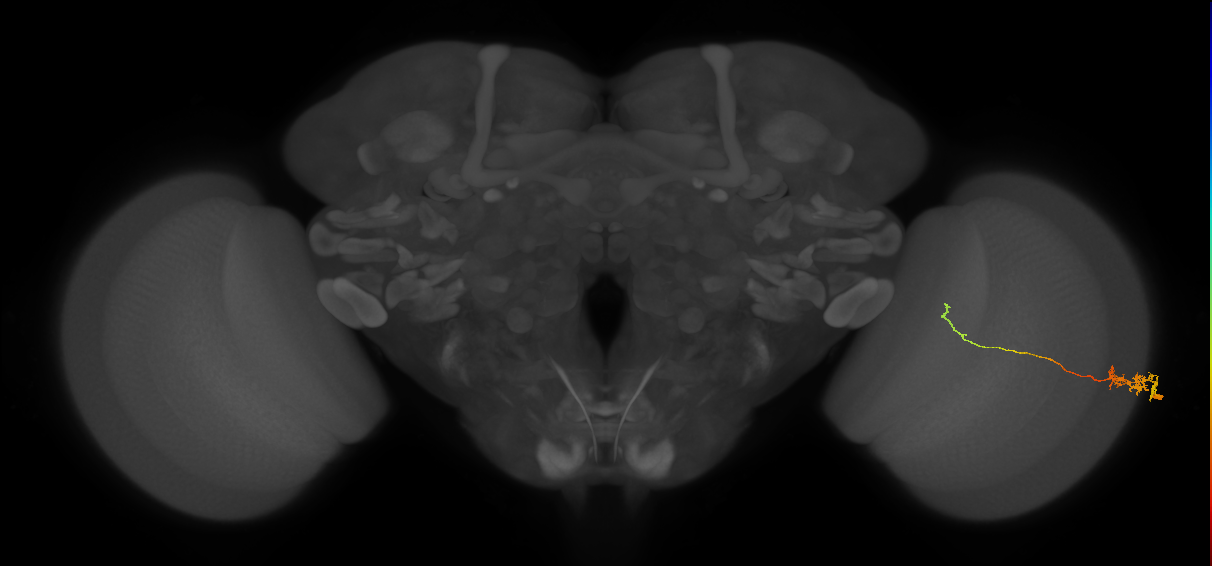 Tm5c_R (MaleCNS:97683)