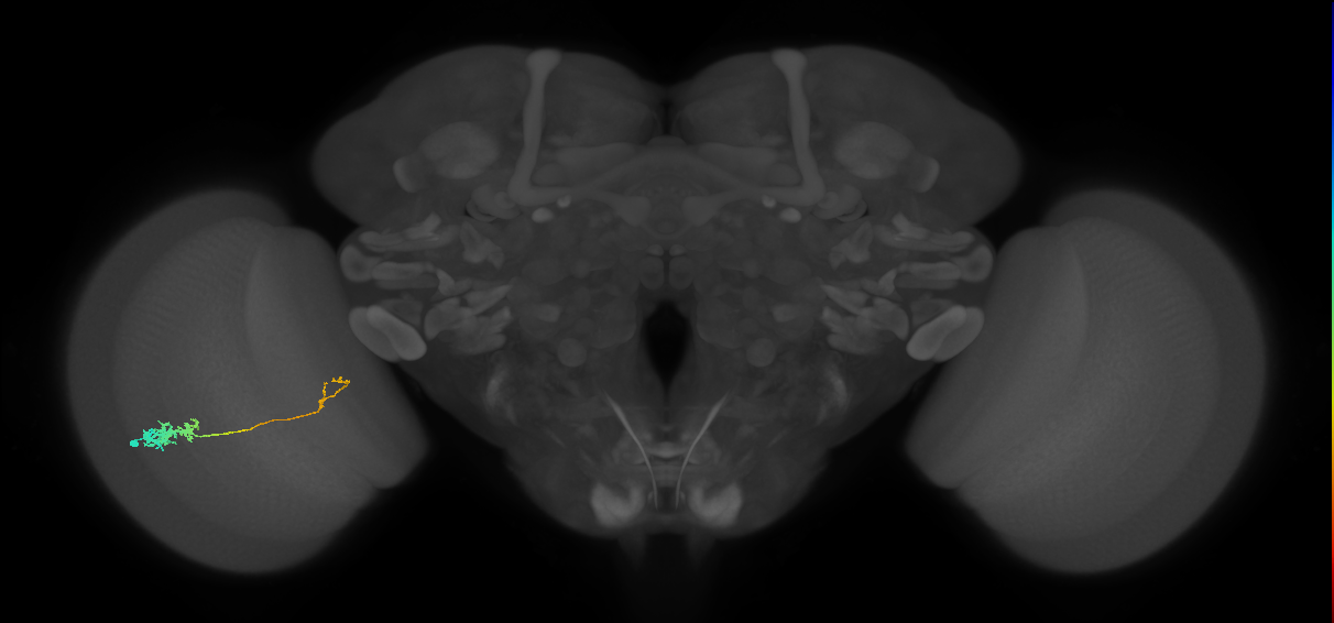 Tm5c_L (MaleCNS:50352)