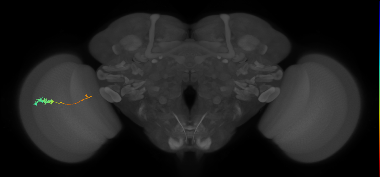 Tm5c_L (MaleCNS:515200)