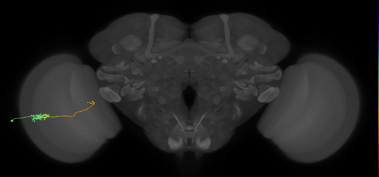 Tm5c_L (MaleCNS:68601)