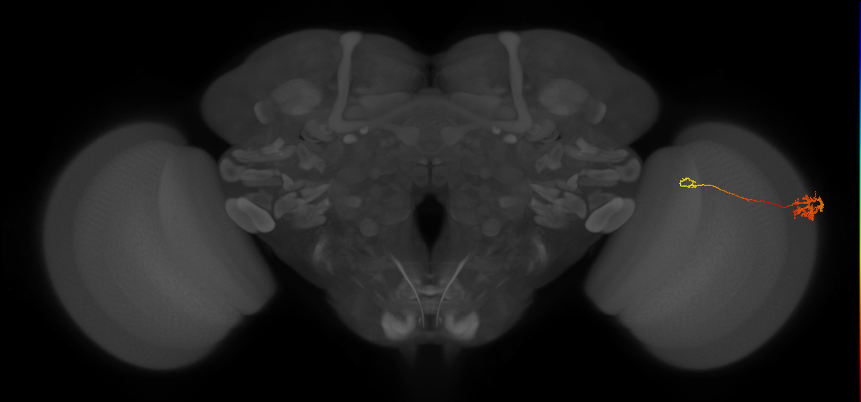 Tm5c_R (MaleCNS:70129)