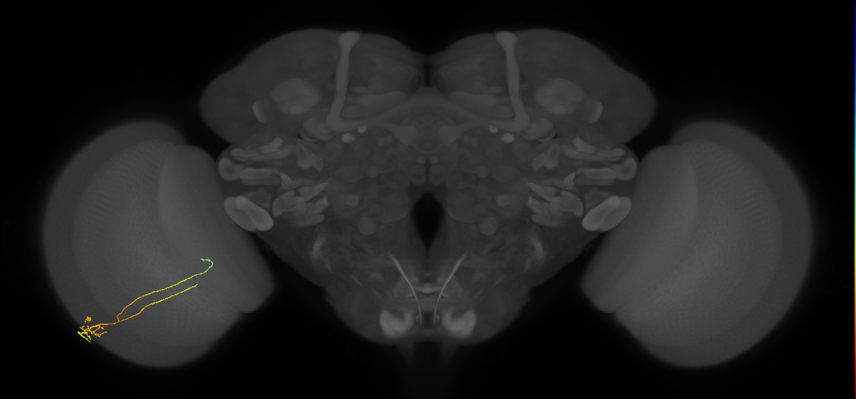 Tm5c_L (MaleCNS:545008)