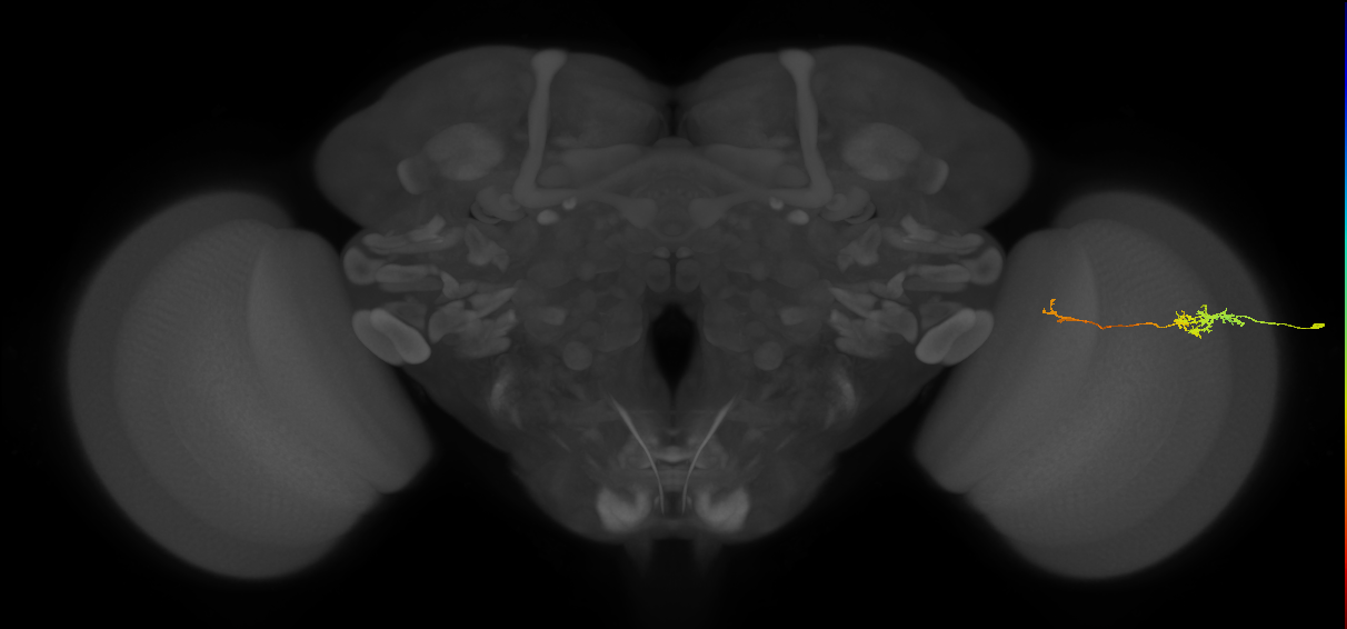 Tm5c_R (MaleCNS:125876)