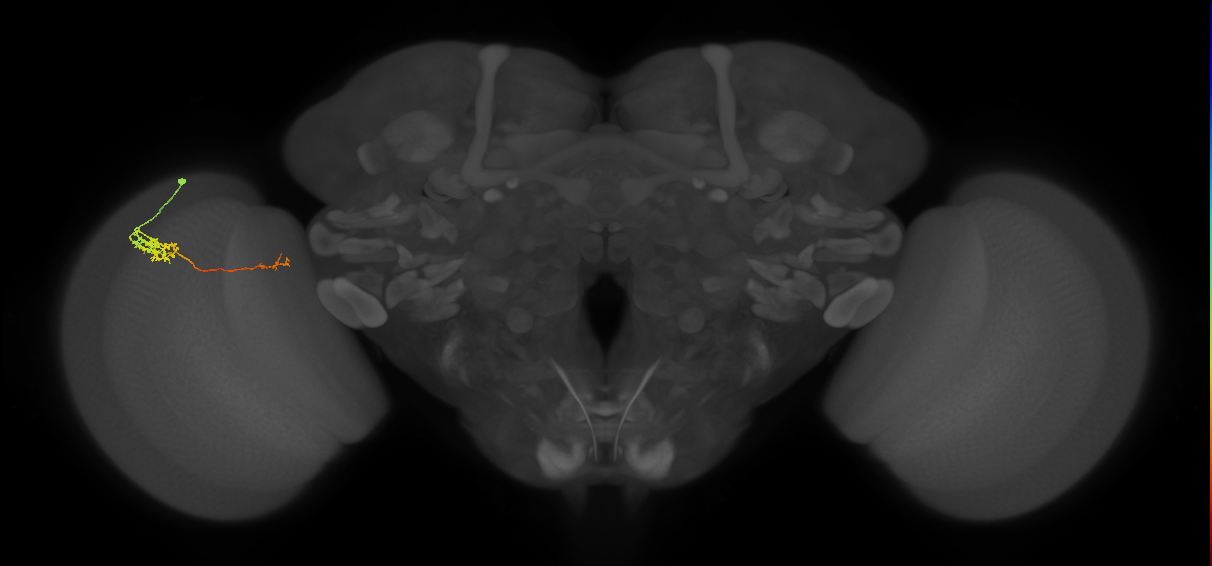 Tm5c_L (MaleCNS:44901)