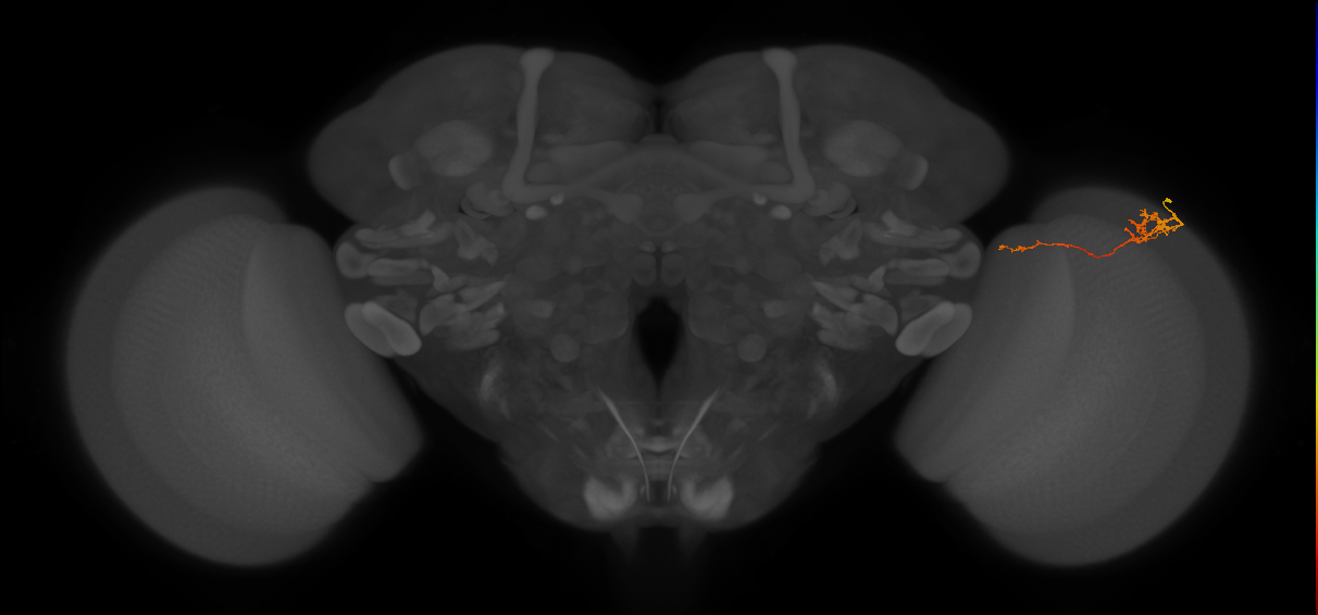 Tm5c_R (MaleCNS:96706)
