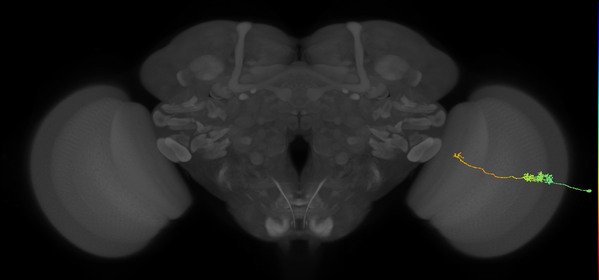 Tm5c_R (MaleCNS:100338)