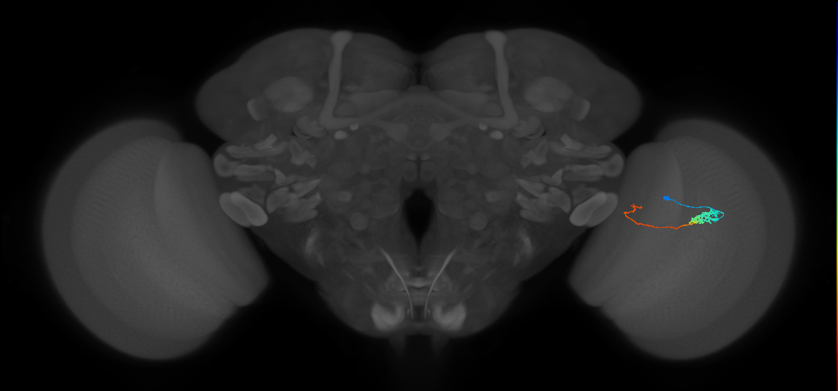 Tm5c_R (MaleCNS:71854)