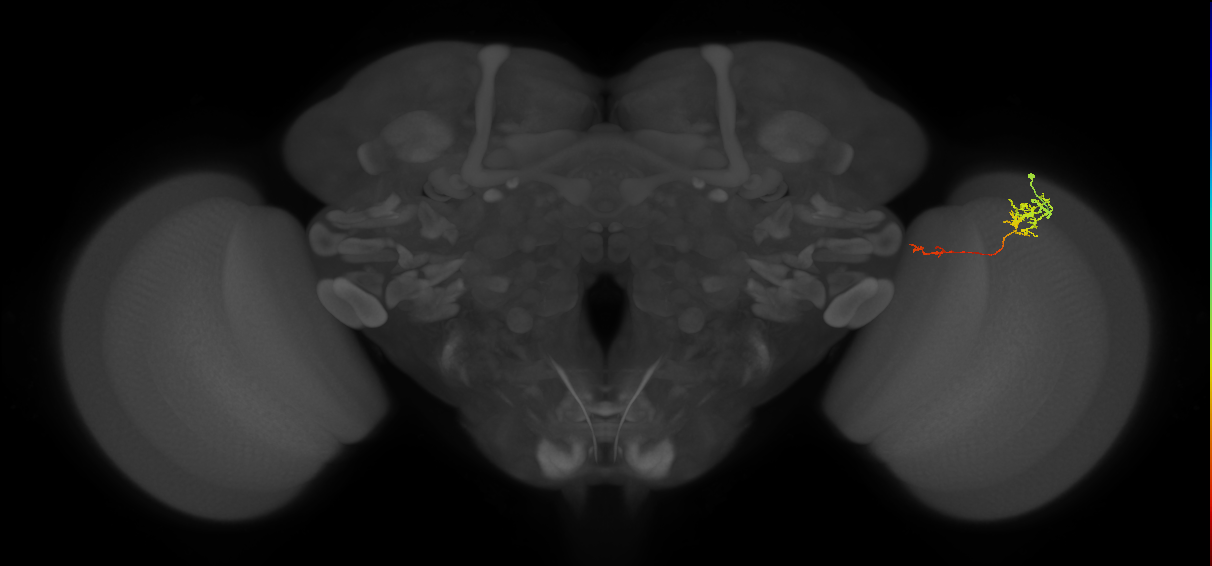 Tm5c_R (MaleCNS:93740)