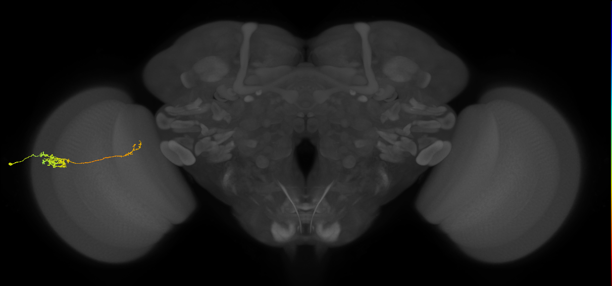 Tm5c_L (MaleCNS:542089)