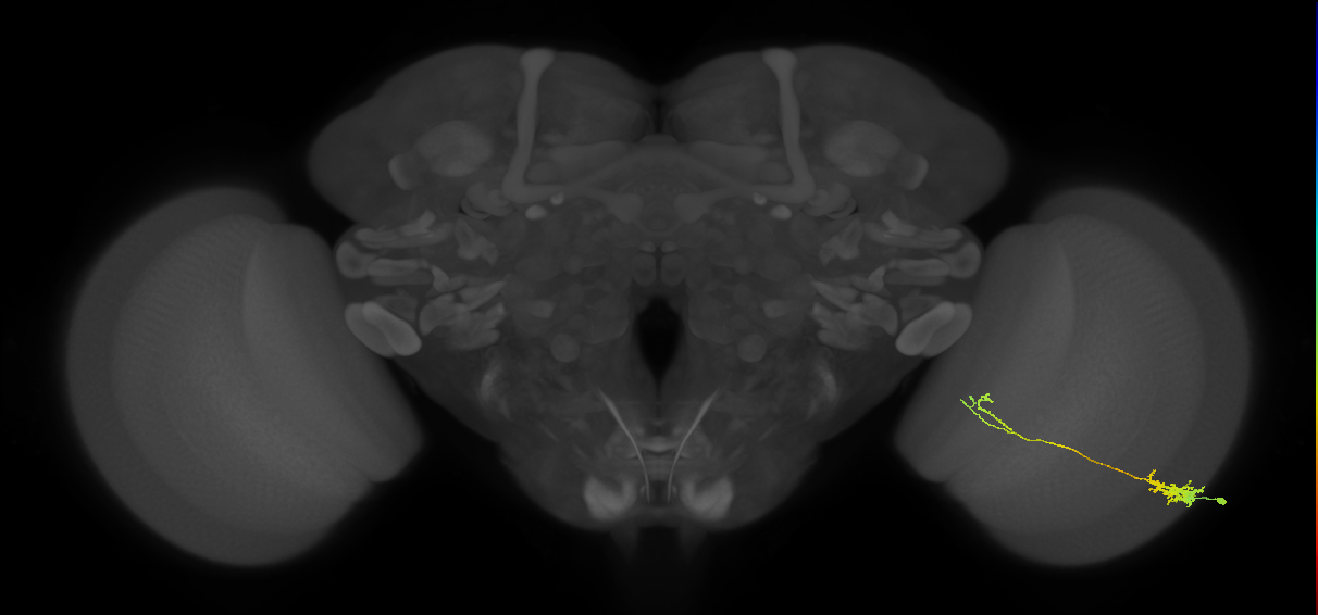 Tm5c_R (MaleCNS:71072)
