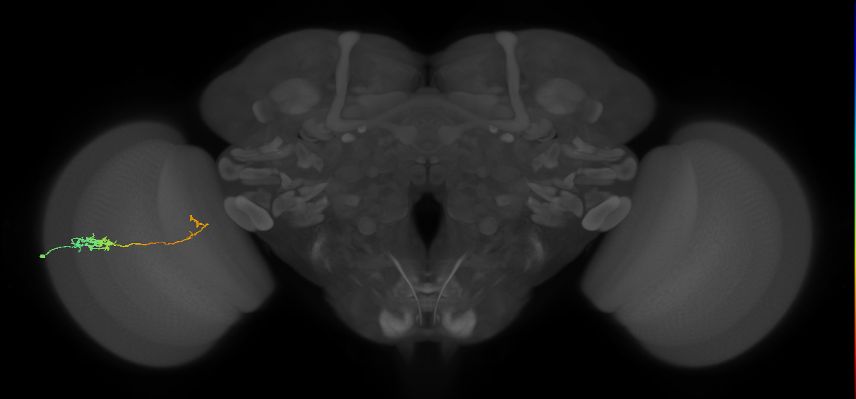 Tm5c_L (MaleCNS:517244)