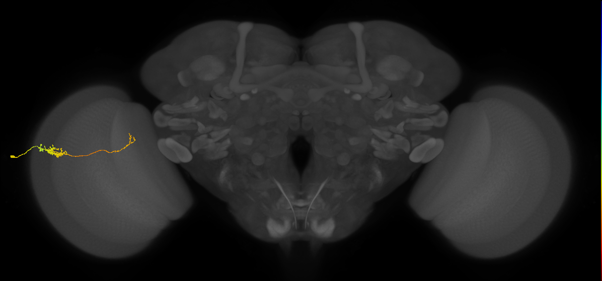 Tm5c_L (MaleCNS:83541)