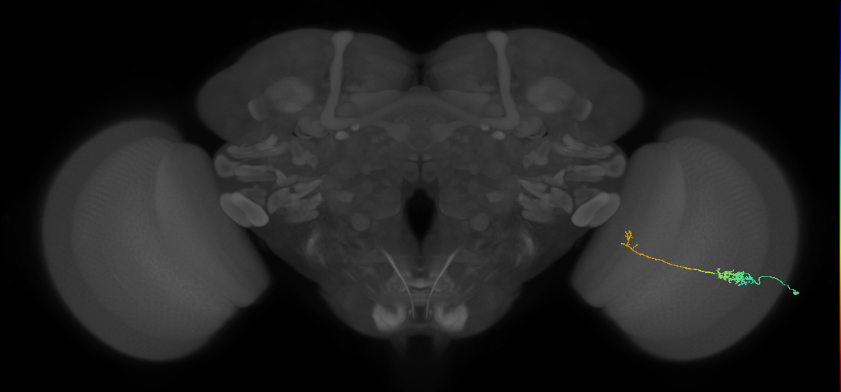 Tm5c_R (MaleCNS:53094)