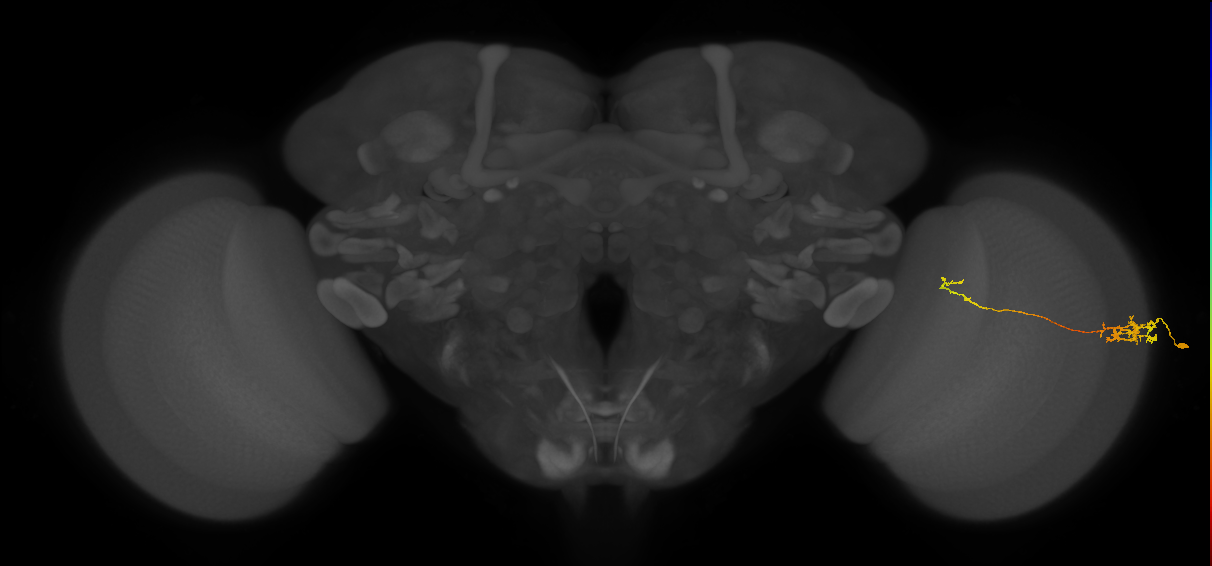 Tm5c_R (MaleCNS:126782)