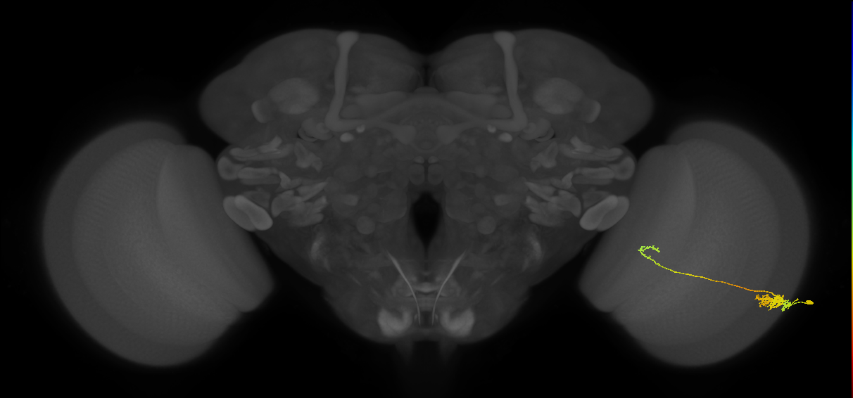 Tm5c_R (MaleCNS:49771)