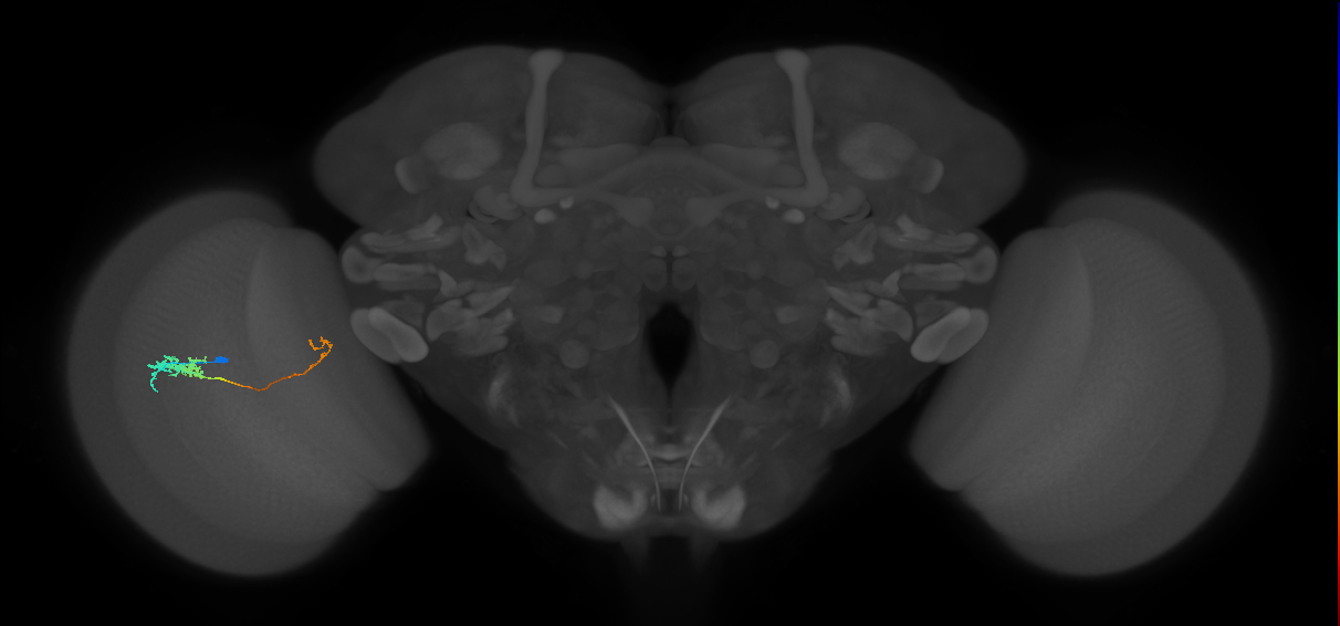 Tm5c_L (MaleCNS:125033)