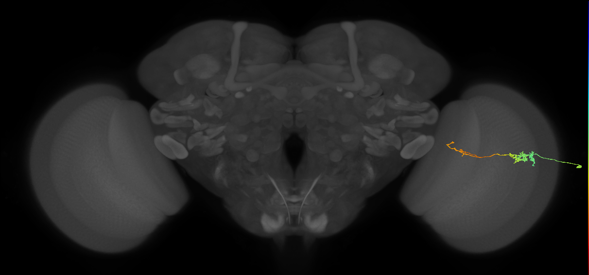 Tm5c_R (MaleCNS:93109)