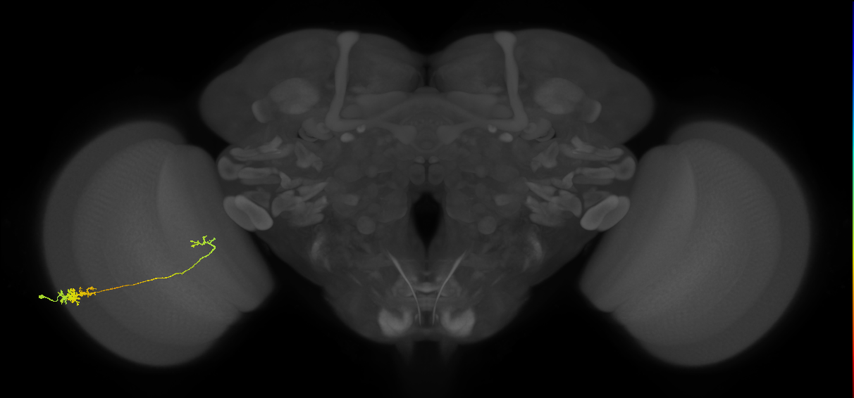 Tm5c_L (MaleCNS:63457)