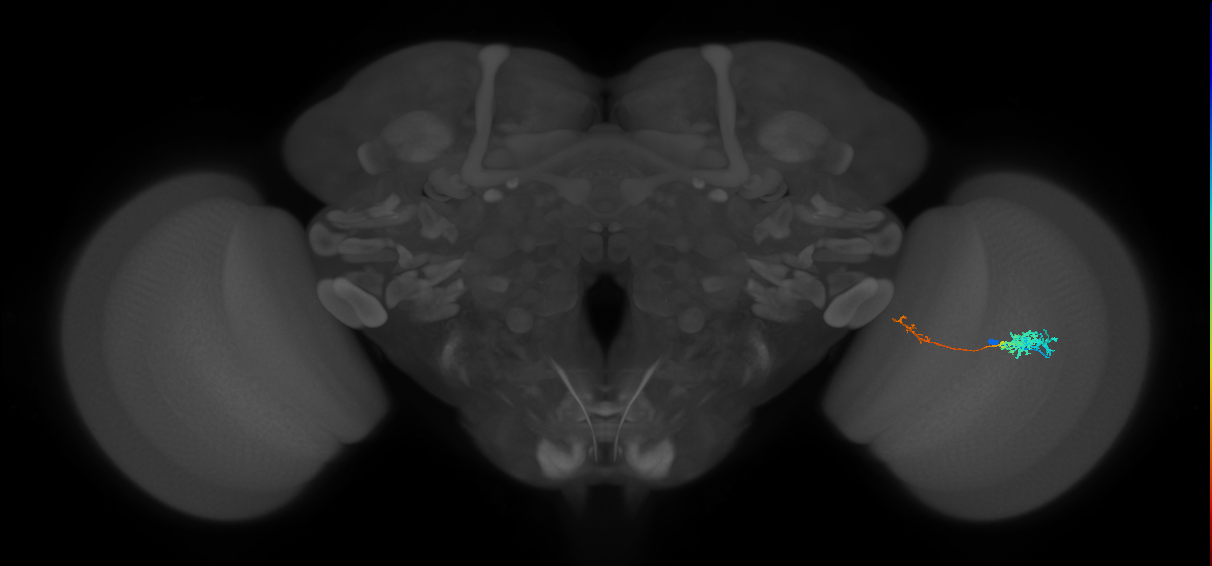 Tm5c_R (MaleCNS:65241)