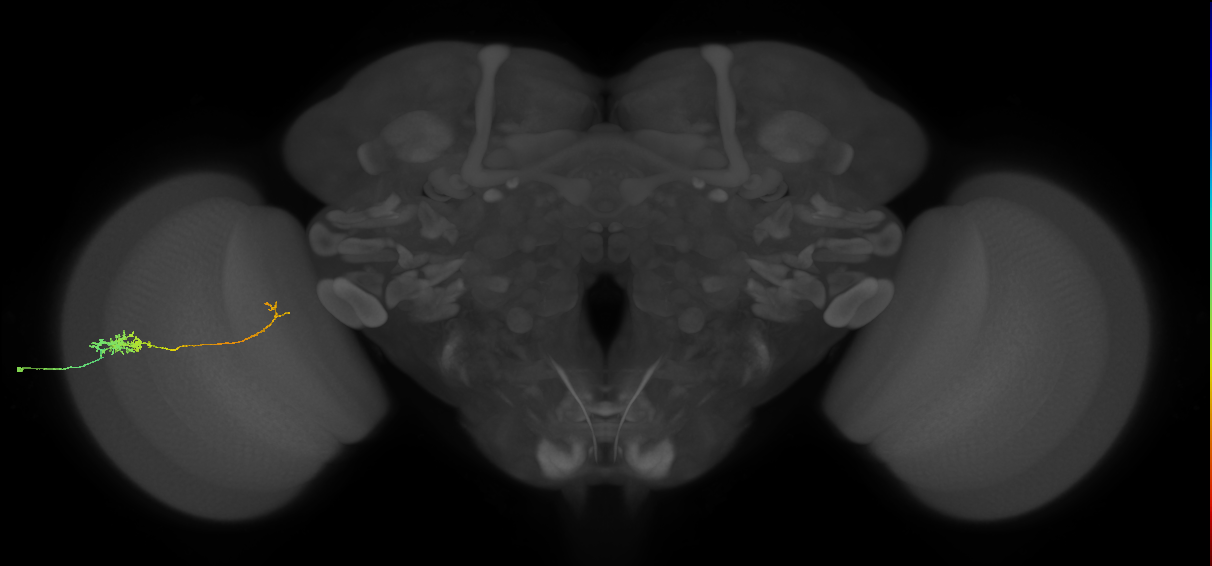 Tm5c_L (MaleCNS:91369)