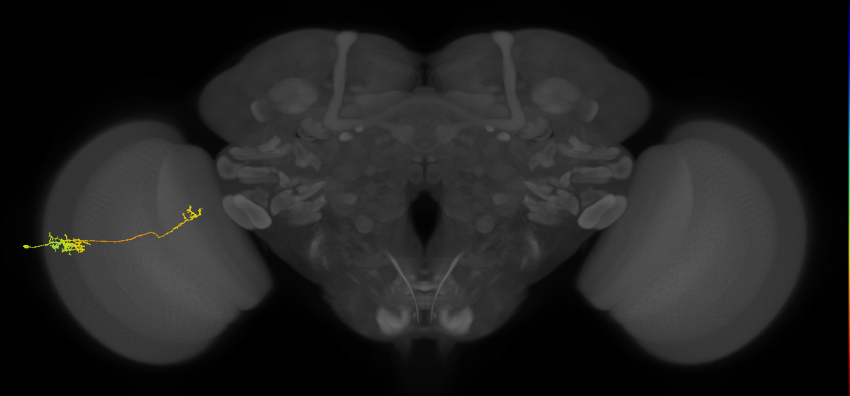 Tm5c_L (MaleCNS:543846)
