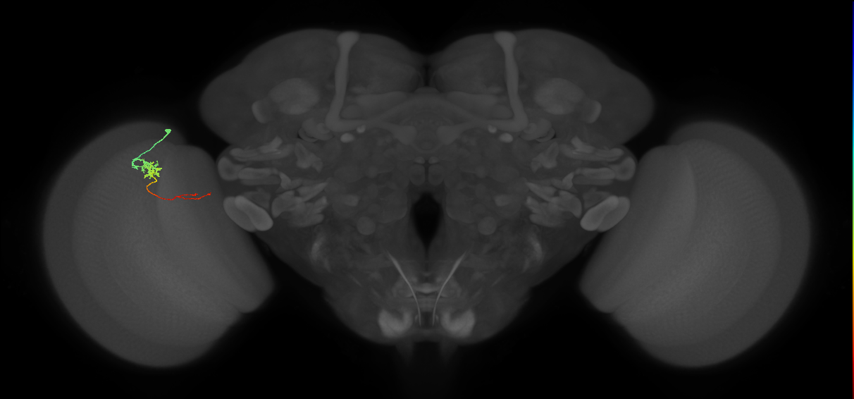 Tm5c_L (MaleCNS:518060)