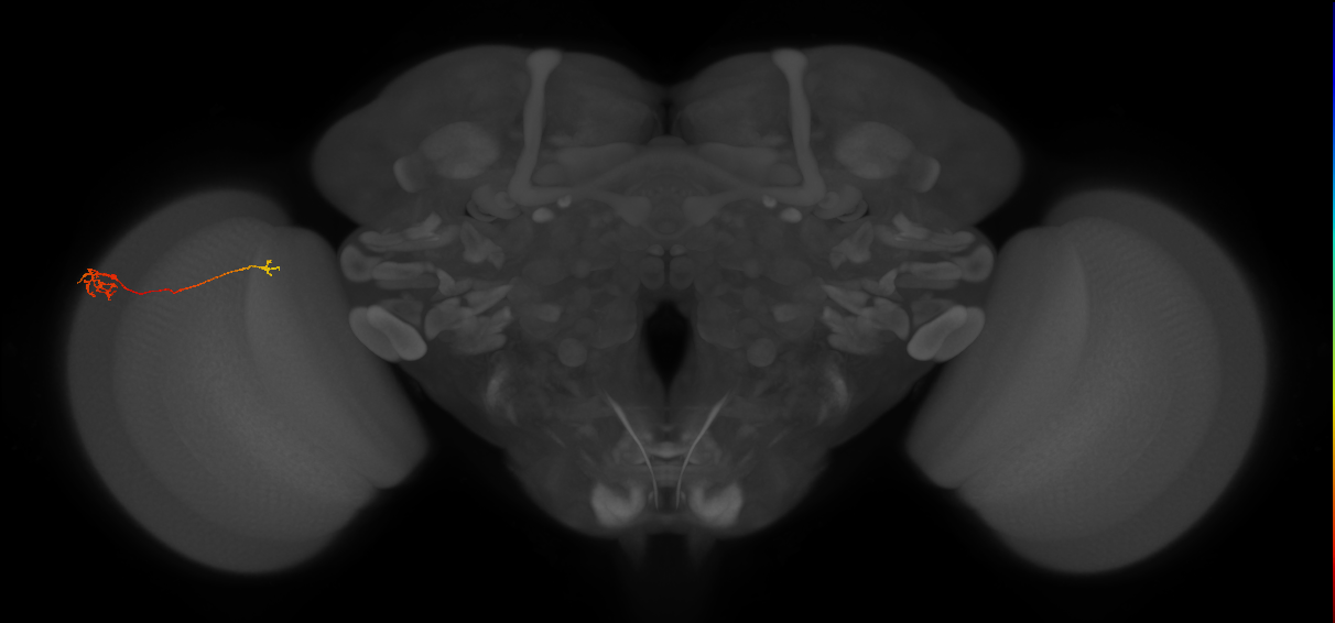 Tm5c_L (MaleCNS:125204)